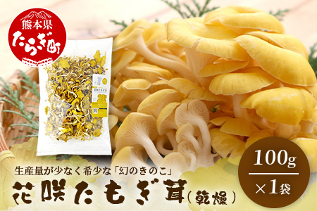 無農薬栽培【花咲 たもぎ茸 (乾燥) 100g 】幻 キノコ タモギダケ ヒラタケ 健康 栄養豊富 出汁 だし 115-0606