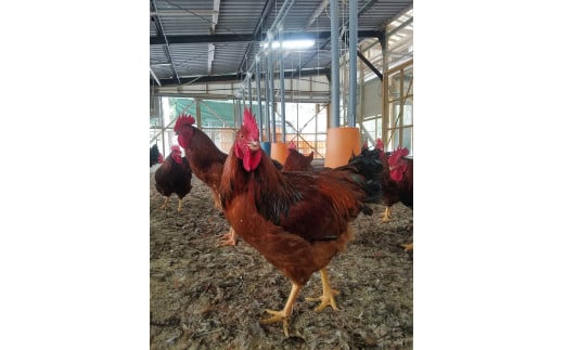 熊本 天草大王 大手羽9本 （3本×3）