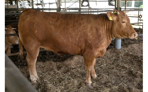 阿蘇あか牛丼 1個