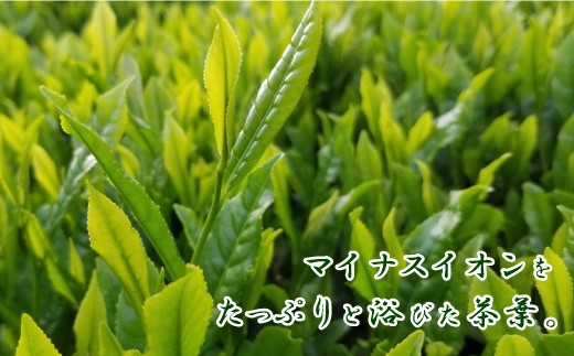 熊本県品評会受賞園 「さがら茶」 ギフト （B) 100g×2セット お茶 茶