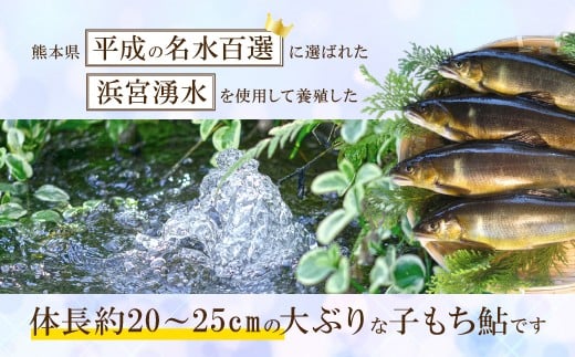 産卵直前の卵たっぷりの冷凍子持鮎 約800g （7～10尾） 魚卵 魚 お魚 さかな 鮎 子持鮎 あゆ 塩焼き 煮付け