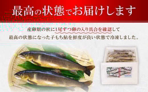 産卵直前の卵たっぷりの冷凍子持鮎 約800g （7～10尾） 魚卵 魚 お魚 さかな 鮎 子持鮎 あゆ 塩焼き 煮付け