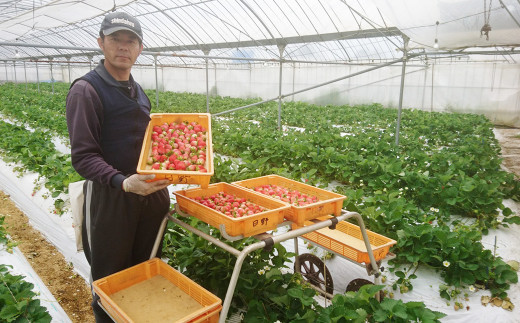 相良村産 いちご「ゆうべに」 250g×6パック 日野農園 【2026年12月上旬～2027年4月下旬発送予定】 熊本県産 苺 イチゴ 果物 くだもの フルーツ