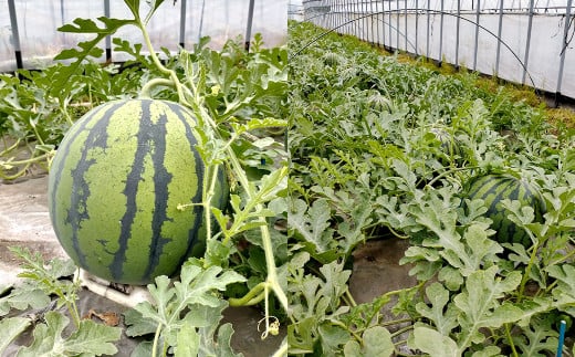 相良村産 大玉スイカ（羅皇ザ・スウィート） 1玉（7kg以上）