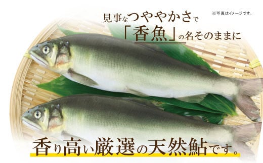 天然子持ち鮎 約1kg