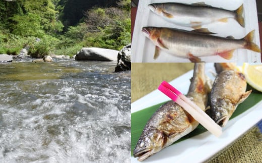 天然大鮎 約1kg