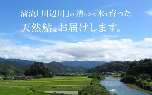 天然子持ち鮎 約1kg