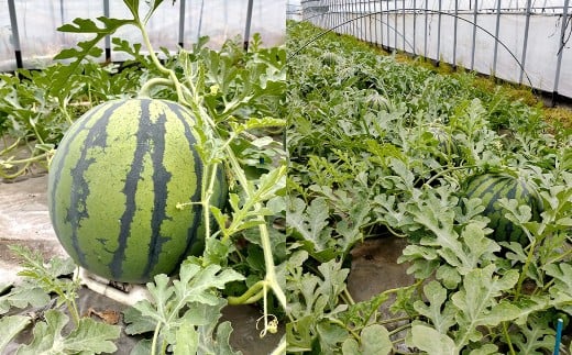 相良村産 大玉スイカ（羅皇ザ・スウィート） 1玉（7kg以上）