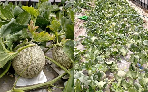 相良村産 春メロン（アンデス） 2玉（2L以上）