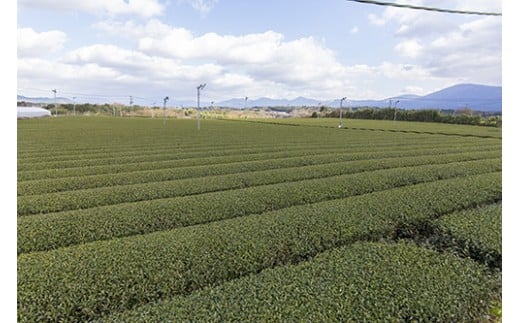 川上製茶 相良茶・和紅茶とフィルターインボトルセット