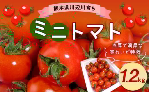 川辺川育ち ミニトマト 1.2kg