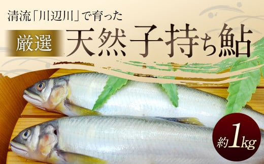 天然子持ち鮎 約1kg