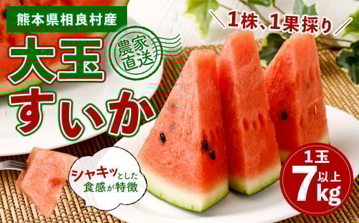 相良村産 大玉スイカ（羅皇ザ・スウィート） 1玉（7kg以上）