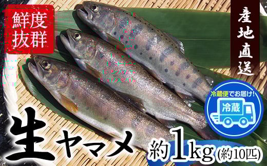 生ヤマメ 1kg 約10匹 山江村ヤマメ生産組合《30日以内に出荷予定(土日祝除く)》ヤマメ 山女魚 山女 1kg 約10匹 魚介類 魚 生鮮品 送料無料 冷蔵便---sy_cyamamea_30d_r7_15500_1kg---