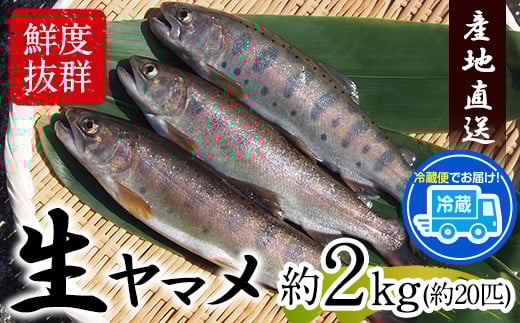 生ヤマメ 2kg 約20匹 山江村ヤマメ生産組合《30日以内に出荷予定(土日祝除く)》ヤマメ 山女魚 山女 2kg 約20匹 魚介類 魚 生鮮品 送料無料 冷蔵便---sy_cyamamea_30d_r7_26000_2kg---