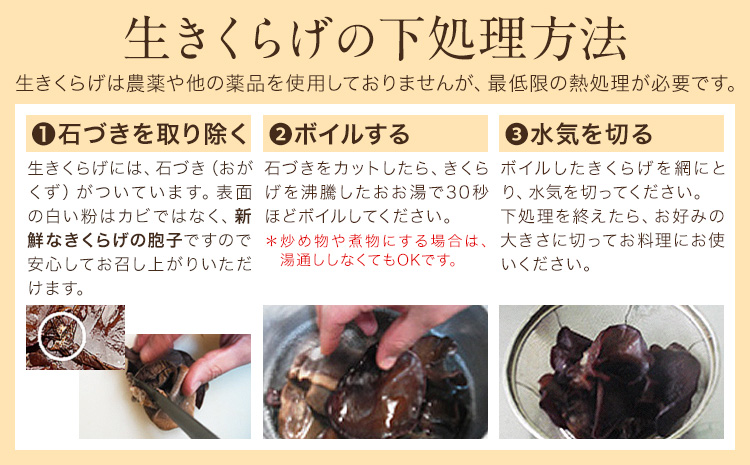 生きくらげ 1kg 鷹乃産業有限会社 《30日以内に出荷予定(土日祝除く)》熊本県 球磨郡 山江村 きくらげ きのこ 野菜---sy_ctakanmk_30d_25_15000_1kg---