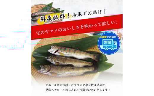 生ヤマメ 2kg 約20匹 山江村ヤマメ生産組合《30日以内に出荷予定(土日祝除く)》ヤマメ 山女魚 山女 2kg 約20匹 魚介類 魚 生鮮品 送料無料 冷蔵便---sy_cyamamea_30d_r7_26000_2kg---