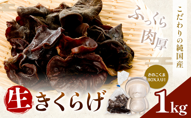 生きくらげ 1kg 鷹乃産業有限会社 《30日以内に出荷予定(土日祝除く)》熊本県 球磨郡 山江村 きくらげ きのこ 野菜---sy_ctakanmk_30d_25_15000_1kg---