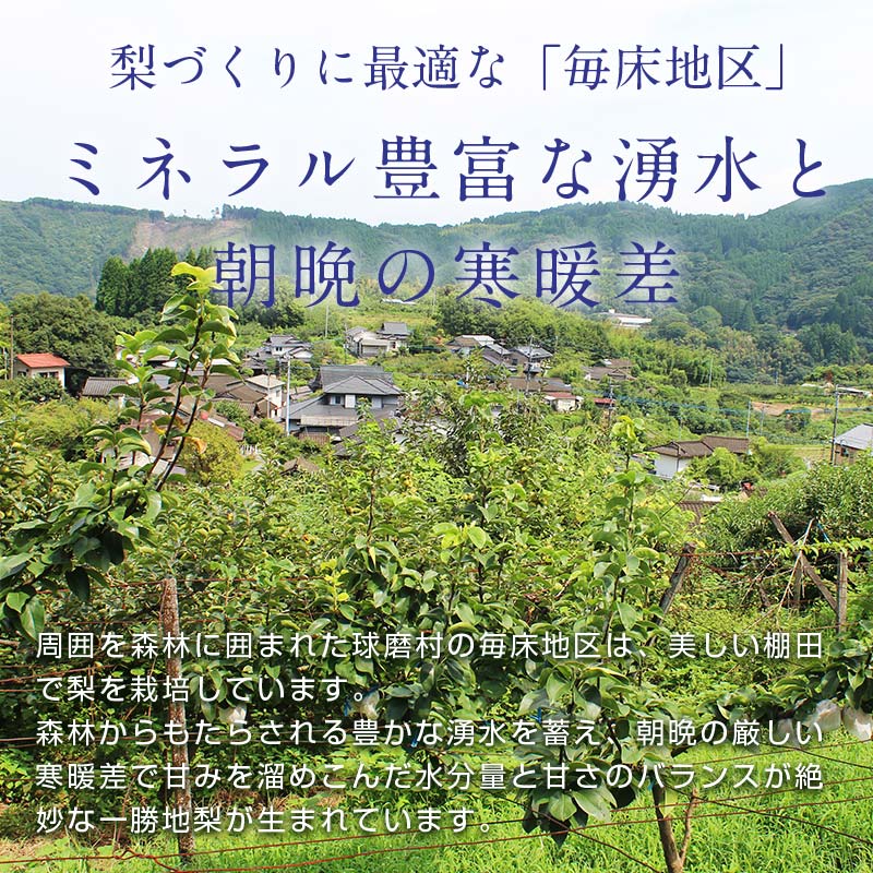 FKP9-651 【先行予約】極あまっ！甘太 (約2.5kg) なし ナシ 梨 デザート フルーツ 果物 くだもの 果実 食品