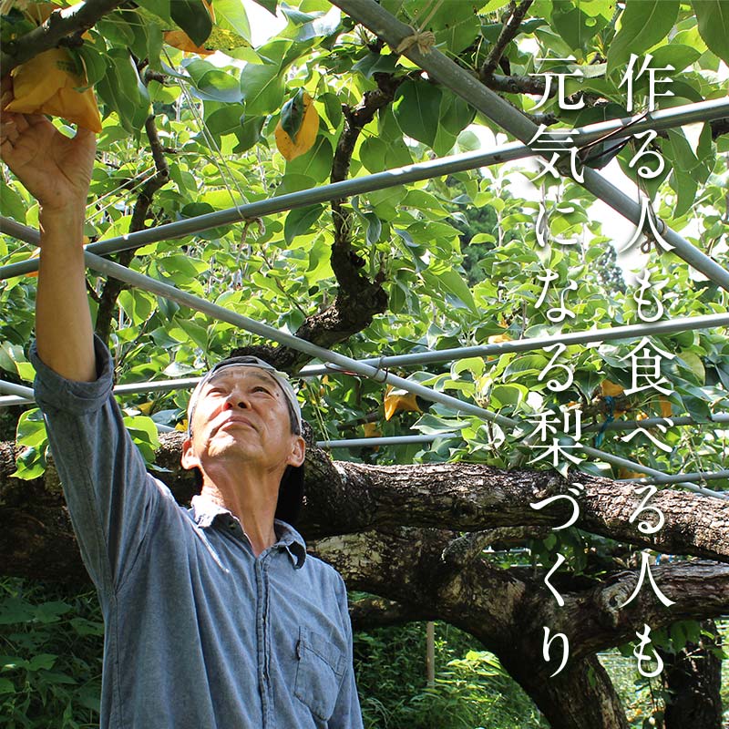 FKP9-651 【先行予約】極あまっ！甘太 (約2.5kg) なし ナシ 梨 デザート フルーツ 果物 くだもの 果実 食品