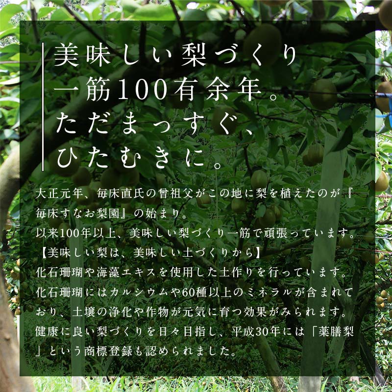 FKP9-651 【先行予約】極あまっ！甘太 (約2.5kg) なし ナシ 梨 デザート フルーツ 果物 くだもの 果実 食品