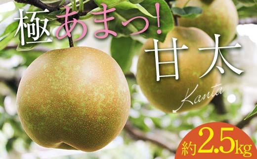 FKP9-651 【先行予約】極あまっ！甘太 (約2.5kg) なし ナシ 梨 デザート フルーツ 果物 くだもの 果実 食品