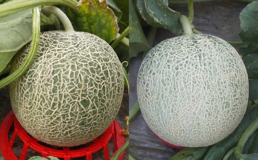 中村さんの幸福メロン（アンデスメロン） 3個 メロン 果物 フルーツ 常温 熊本県 あさぎり町 【2026年4月下旬～5月上旬まで発送予定】