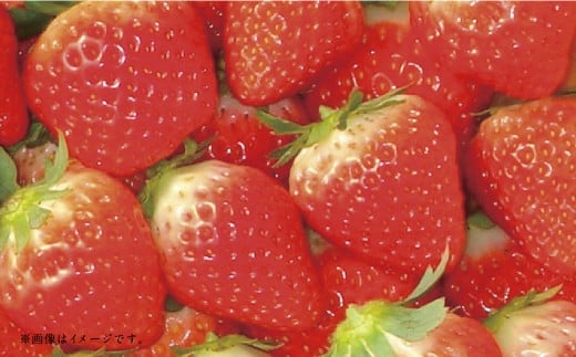 【フルーツ3回定期便】 球磨のいちご1kg×4パック＋桃1kg