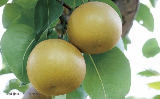 【フルーツ2回定期便】 梨5kg＋栗2kg