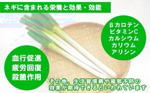 熊本県あさぎり町産　白ねぎ「球磨美人」Lサイズ×30本