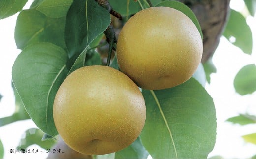 【フルーツ2回定期便】 桃1kg＋梨5kg