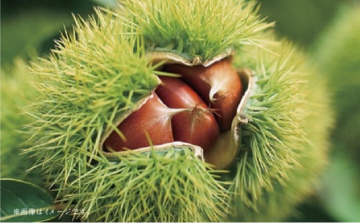 【フルーツ2回定期便】 梨5kg＋栗2kg