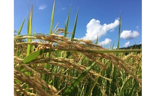 令和7年産　熊本県あさぎり町産のお米　ヒノヒカリ10kg（5kg×2袋）