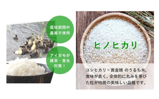令和7年産 合鴨農法米 ヒノヒカリ 白米 5kg×1袋 米 お米 こめ ライス 農薬・化学肥料不使用 合鴨農法 国産 九州 熊本県産 常温