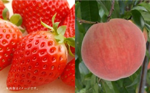 【フルーツ3回定期便】 球磨のいちご1kg×4パック＋桃1kg