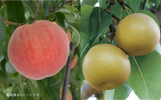 【フルーツ2回定期便】 桃1kg＋梨5kg