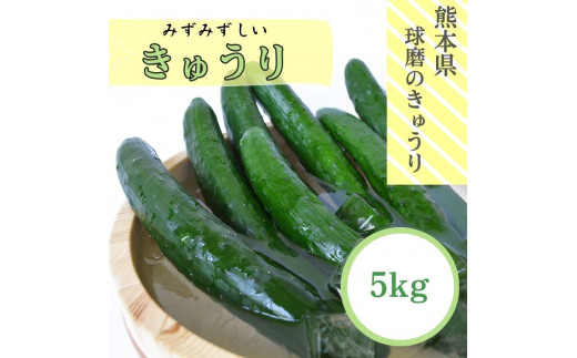 【先行受付】【発送時期：2026年5月中旬～9月下旬】熊本県ＪＡくま産　球磨のきゅうり　5㎏