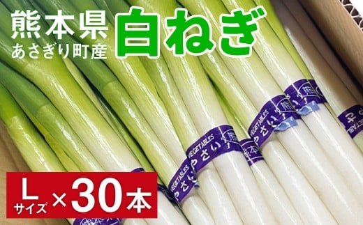 熊本県あさぎり町産　白ねぎ「球磨美人」Lサイズ×30本