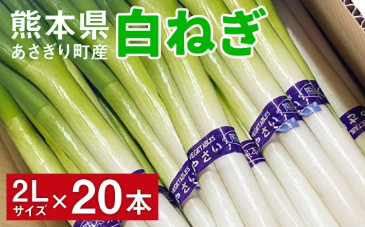 熊本県あさぎり町産　白ねぎ「球磨美人」2Lサイズ×20本