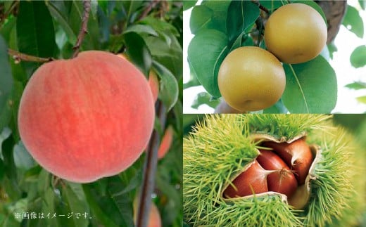 【フルーツ3回定期便】 桃1kg＋梨5kg＋栗2kg