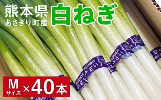 熊本県あさぎり町産　白ねぎ「球磨美人」Mサイズ×40本