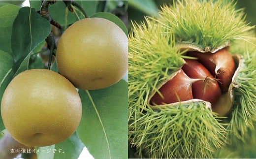【フルーツ2回定期便】 梨5kg＋栗2kg