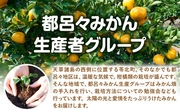 【先行予約】訳あり ご家庭用 スイートスプリング 約5kg 柑橘 かんきつ 果物 フルーツ 品種 生産者直送 産地直送 南国 潮風 天草 西海岸 苓北 都呂々 国産 九州 熊本県 送料無料《2025年12月上旬-2026年1月下旬頃出荷》---reihoku_trm_15_5kg---