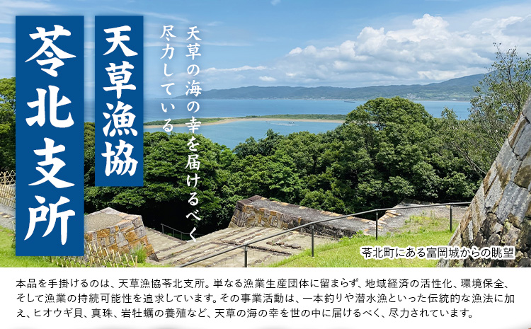 天草産 天然伊勢海老 一尾（半身カット×２個） 海鮮 海産物 海の幸 シーフード 海老 エビ えび 伊勢海老 《30日以内に出荷予定(土日祝除く)》 熊本県 苓北町 天草 天草漁業協同組合苓北支所 ---aa03r605---st-p