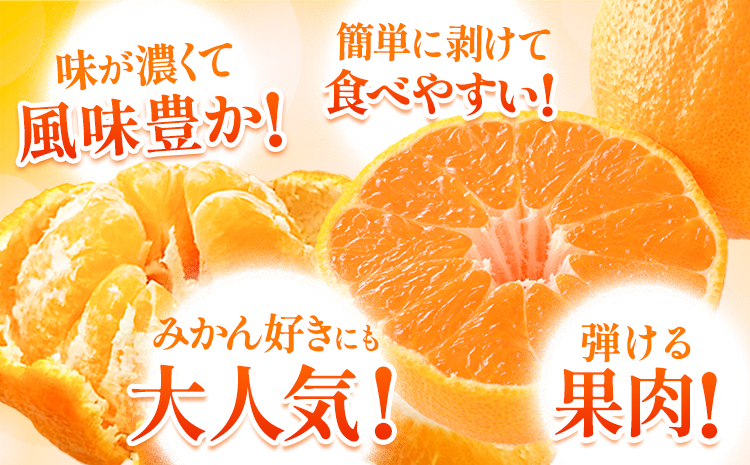 不知火 デコみかん ( デコポン と同品種 ) ご家庭用 訳あり 熊本県産 ( 苓北町産含む )約5kg (12-24玉前後) 柑橘 《2026年2月上旬-3月末頃出荷》 みかん フルーツ 不知火 訳アリ でこみかん 果物---reihoku_loc_218_5kg---