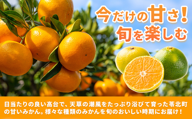 【2027年先行予約】パール柑 10kg みかん 10キロ 柑橘 かんきつ 果物 フルーツ 都呂々みかん生産者グループ《2027年3月上旬-4月中旬頃出荷》熊本県 苓北町 送料無料---reihoku_trm_24_10kg---