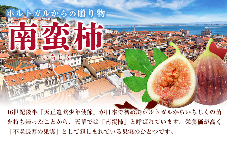 天草 乾燥南蛮柿 ドライいちじく30g × 2袋 《90日以内に出荷予定(土日祝除く)》いちじくドライフルーツ 乾燥 果物 南蛮 柿 製菓 ヨーグルト 熊本県 苓北町 もり農園---a03r605---