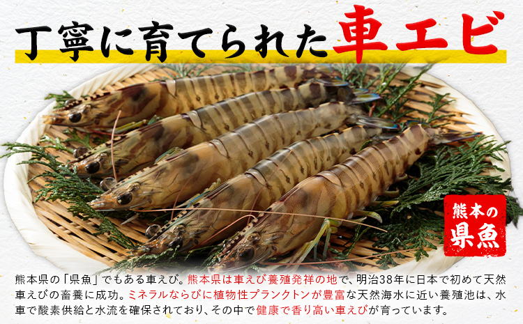 天草産 天然車海老 約400g 海鮮 海産物 海の幸 シーフード 海老 エビ えび クルマエビ 車海老 車エビ 車えび 《30日以内に出荷予定(土日祝除く)》熊本県 苓北町 天草 天草漁業協同組合苓北支所 ---aa02r605---st-p