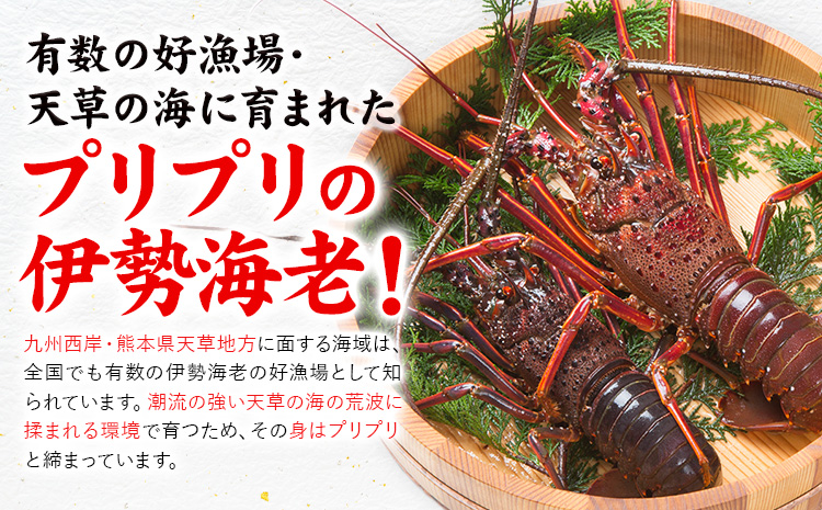 天草産 天然伊勢海老 一尾（半身カット×２個） 海鮮 海産物 海の幸 シーフード 海老 エビ えび 伊勢海老 《30日以内に出荷予定(土日祝除く)》 熊本県 苓北町 天草 天草漁業協同組合苓北支所 ---aa03r605---st-p