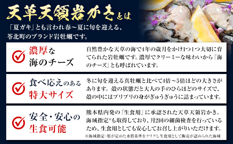 先行予約 ふるさと納税総合ランキング入賞 牡蠣 カキ 天草天領 岩かき 特大 定期便 約 2.5kg 2回《2026年5月から出荷》海鮮 海産物 シーフード 魚貝類 かき 岩牡蠣 夏牡蠣 生食用 熊本県 苓北町 浜崎水産【配送不可地域あり】 ---reihoku_hss_5_2500gmo2---